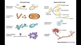 General mycology and medically important fungi [upl. by Borries]