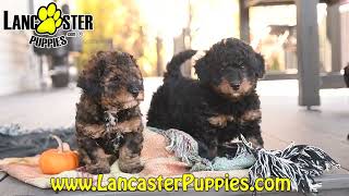 Cute Mini Bernedoodle Puppies [upl. by Rasmussen]