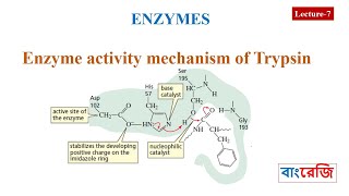 Enzyme activity mechanism of Trypsin [upl. by Stanley623]