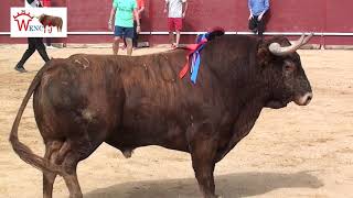 TORAZOS DE MOLLALTA EN LOS BOUS DE LA SAGRA DE MOCEJON 2019 [upl. by Etteuqaj]