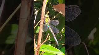 Libellule 🩵 Aeschne Bleue Aeshna Cyanea libellule insectes nature dragonfly shorts [upl. by Ytsihc290]