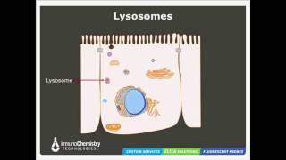 Solutions to Detect Cathepsin Activity [upl. by Rebah]