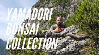 Yamadori Bonsai Collection [upl. by Ueik]