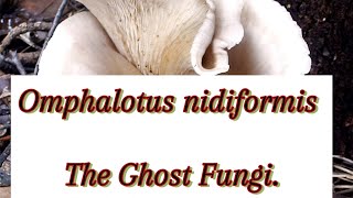 Must Know The GHOST FUNGI [upl. by Aikemet]