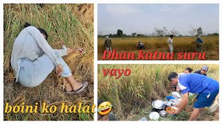 kaki ko ra hamro Dhan katay ko vlog Dhan katnu suru vayo😮‍💨sunivlogs [upl. by Milburn604]