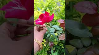 Rose chedi kuthu kuthu poo poothirukkurosé trending shortvideos trendingshorts [upl. by Ylen]