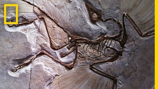 Fossils 101  National Geographic [upl. by Seda]