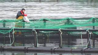 Salmon Farm Killary Fjord [upl. by Eillom]