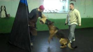 Ramses von der Stadtrand Owner Miles Severson Schutzhund Protection Bite Work German Shepherd Dog [upl. by Norud]