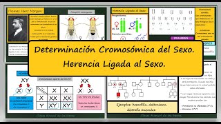 Determinación Cromosómica del Sexo Herencia Ligada al Sexo Daltonismo y Hemofilia Genética [upl. by Belcher]