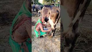 Sayaba na ven vagya 🥳 cow music viramzalavlogs song newmusicrelease newsong garba [upl. by Phemia562]