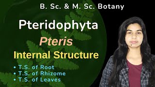 Pteridophyta  Pteris  Sporophyte  Internal Structure  Botany  B Sc amp M Sc [upl. by Gracie]