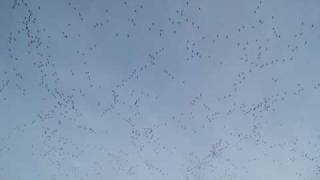 Migrating geese at Aberlady [upl. by Nicolis]