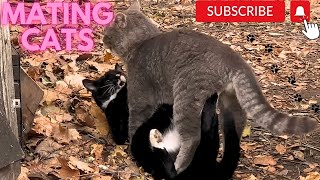 Cats mating Group cats mating on street Successfully Mating Cats Hard Love couple cat mating call [upl. by Brianna817]