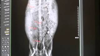 Pregnancy and Xrays in Dogs [upl. by Buchheim]