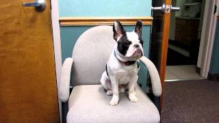 Talking French Bulldog Puppy [upl. by Heddie663]