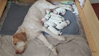 Spinone Welpen einfach zum Knutchen [upl. by Jaquenetta]