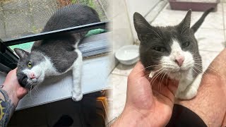 Stray Cat Sneaks Into a Home To Adopt The Family Living There [upl. by Trammel792]