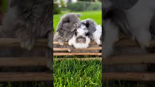 10 Cute Lop Eared Rabbit Breeds 🐰🌸 Must See for Pet Lovers RabbitLove AdorablePets [upl. by Aloz]