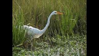 Garza Pescando Ardea alba [upl. by Neit150]