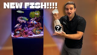 I GOT A NEW SALTWATER FISH [upl. by Corella]