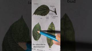 Venation  leaf  shorts shortvideo biology [upl. by Ameehs334]