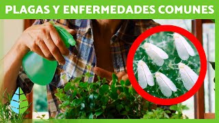 PLAGAS y ENFERMEDADES de las PLANTAS y cómo CURARLAS 🌸✅  6 Remedios Caseros [upl. by Aninnaig]