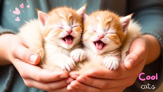 AdoOorable Beautiful cute kittens [upl. by Eylatan]