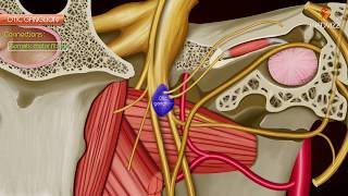 Otic ganglion  Gross anatomy  Roots and Branches  Animated anatomy [upl. by Arrik]