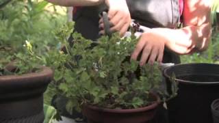 How to Prune a Cranesbill [upl. by Akeem]