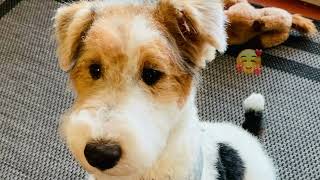 Watch Skipper the Wire Fox Terrier puppy fun and tricks [upl. by Palila]