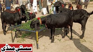 Bakra Mandi sahiwal mein bahut khubsurat bacchon wali bakriyan a plus quality Zafar Bakra TV [upl. by Barbie]