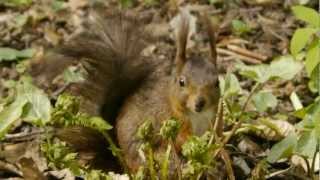 Red Squirrel or Eurasian Red Squirrel Sciurus vulgaris  Eichhörnchen 12 [upl. by Eyanaj]