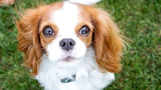 How to Prevent Cavalier King Charles Spaniel s Barking at Other Dogs [upl. by Noned]