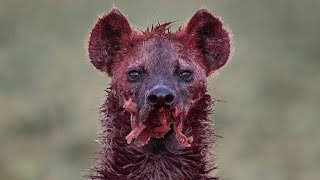 15 Tragic Moments The Most Cruel Hyena Ever Shows No Mercy [upl. by Suoivatnom]