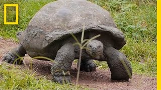 Worlds Biggest Tortoise Can Live Up to 120 Years  National Geographic [upl. by Nylikcaj]