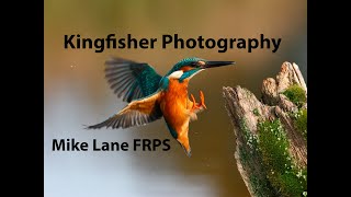 Kingfisher photography [upl. by Gottfried]