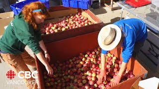 Fruit stand owner buys 32 tonnes of apples to deal with glut of Okanagan fruit [upl. by Gwenn]