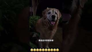 KEBAIKAN AKAN DATANG KEPADA SIAPAPUN YANG MAU BERBUAT BAIK shorts short dog funny viralvideo [upl. by Elorac759]