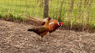 Pheasant breeding Chicken [upl. by Gnagflow95]