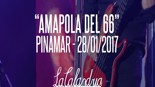 DIVIDIDOS  Amapola del 66 Pinamar 28012017 [upl. by Annavas503]