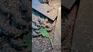 Vegetarian Piranhas 😂 Ornate Uromastyx Feeding on Collared Greens [upl. by Alage]