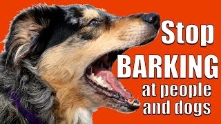 How to TEACH ANY DOG NOT to BARK at Other DOGS and PEOPLE on a Walk [upl. by Mcadams]