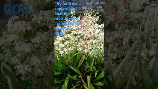 Beach Spider Lilies with Bridelia Ovata Plants at the Back [upl. by Kam]