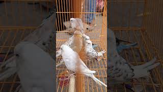 Budgies parrot birds youtubeshorts parrots [upl. by Fusuy]