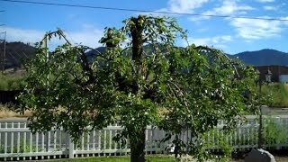 How to Prune a Pear tree [upl. by O'Meara]