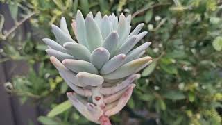 Pachyphytum Compactum [upl. by Bergmans]