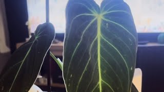 Philodendron melanochrysum  cudo z wyprzedaży🔥🔥🔥🔥 [upl. by Shererd467]