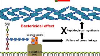 Cephalosporin Mechanism of Action [upl. by Iatnohs309]