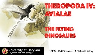 Lecture 25 Theropoda IV Avialae The Flying Dinosaurs [upl. by Mauro]